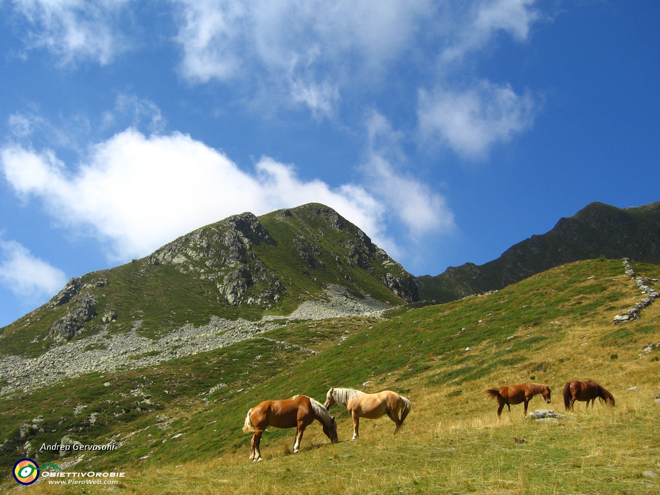 01 cavalli al pascolo.jpg